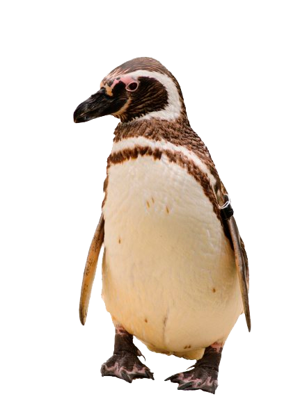 Pingüino de Magallanes